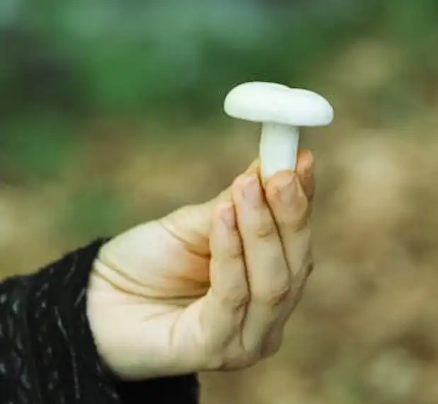 버섯