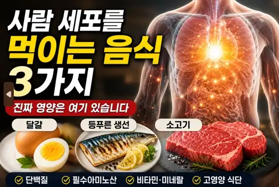 세포를 먹이는 음식