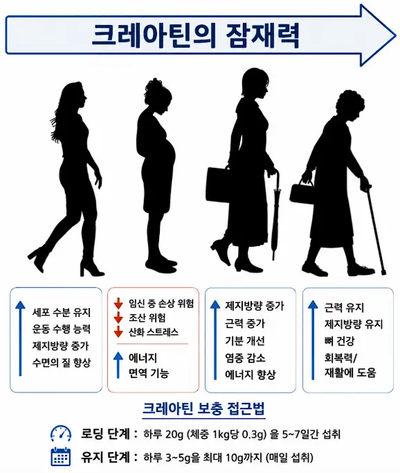크레아틴의 잠재력