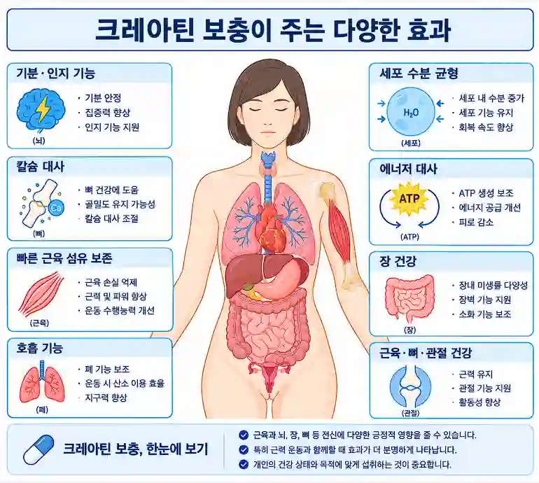 크레아틴 보충이 되는 효과
